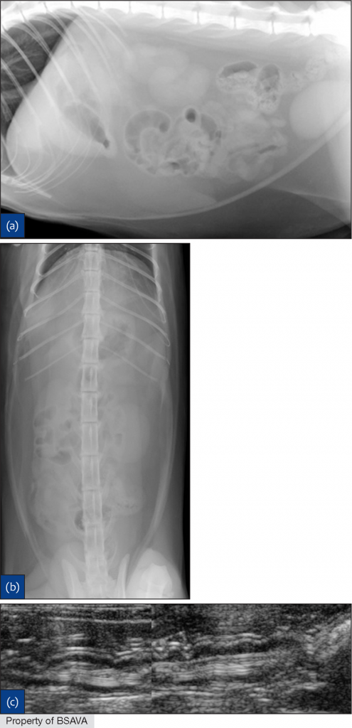 Courtesy of Professor M Vignoli, VTH Teramo University. Reproduced with permission from the BSAVA Manual of Canine and Feline Gastroenterology ©BSAVA