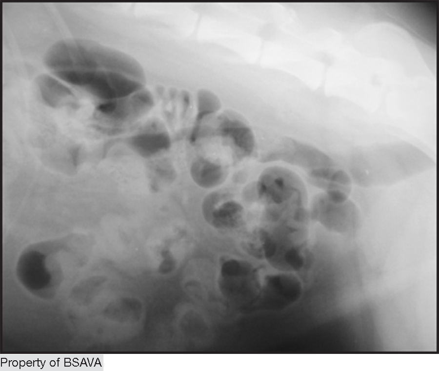 Reproduced with permission from the BSAVA Manual of Canine and Feline Gastroenterology ©BSAVA