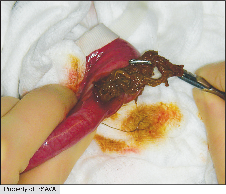 Reproduced with permission from the BSAVA Manual of Canine and Feline Abdominal Surgery ©BSAVA