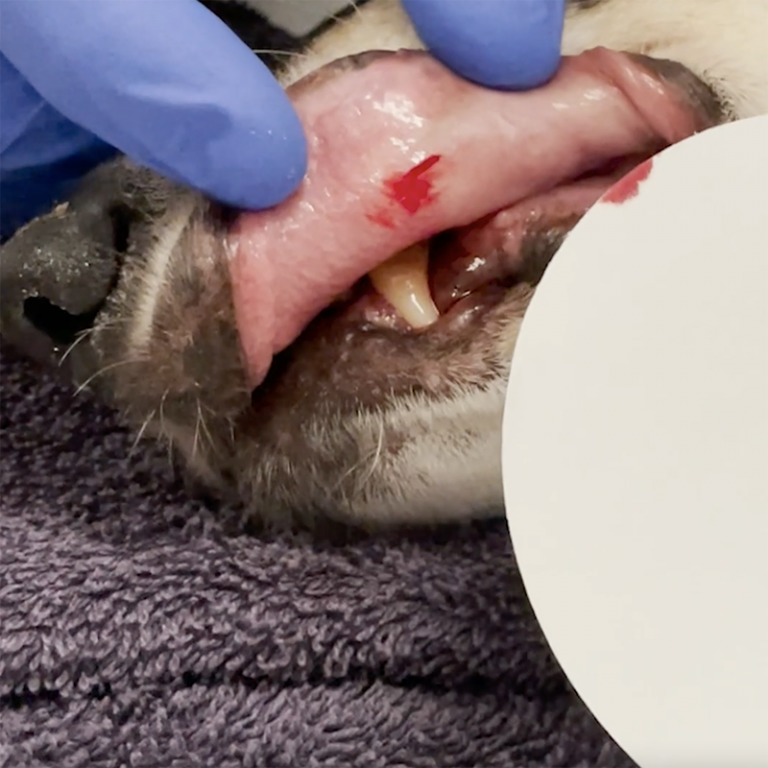 Buccal Mucosal Bleeding Time Dog