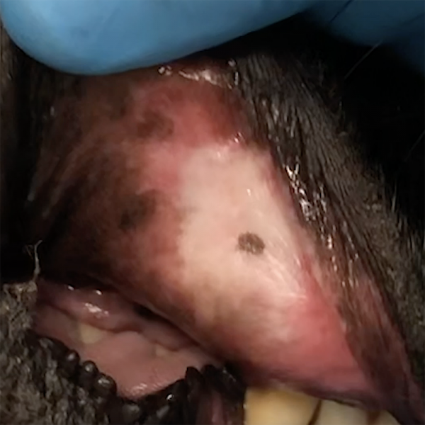 Buccal Mucosal Bleeding Time Dog
